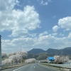 令和最初の桜