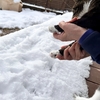 猫が初めて雪に触れた日