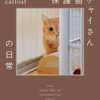 保護猫チャイさんの日常