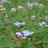 初夏の庭　その１　小さな花