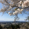 春は自転車に乗って『自分だけの桜』を見に行く