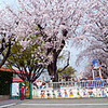 保育園の桜と余震