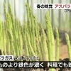 料理にも映える　春アスパラガス収穫【熊本】