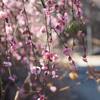 満開の枝垂れ紅梅