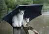 雨の日が憂鬱な気分になる理由と解消法が気になる