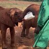 ボトルを鼻で押さえてゴクゴク、ミルクを自分で飲むゾウの子供が賢い