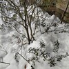 雪の下からの救出、再び