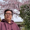 南蔵院の桜、その１。