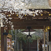 藤森神社の桜