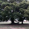 2024年8月28日（水）　ナオミ・ワッツに魅せられて