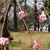 枯れ木に花を咲かせましょう!