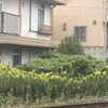 背高泡立ち草