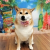 ★こなつちゃん★