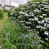 紫陽花の季節