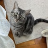 お宝持参みーちゃん。オシリ見せてくれる保護猫君。積ん読タワー建設中