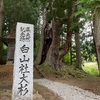 長野県小谷村　白山社の大杉