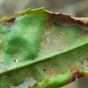 カンザワハダニに注意する季節に