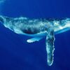 クジラの一撃で重傷：クジラと一緒に泳いで、怒らせた女性！    (BBC-News, August 3, 2020)  