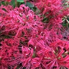 彼岸花雑感