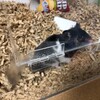 くろごまあん441日目