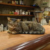  台北の猫カフェ「極簡」の猫 #2