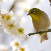 部分日食　誕生花　1月6日　7日