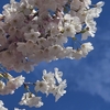 桜咲く④🌸-東京　東京 新宿御苑-
