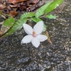 石垣島　♫♫♫