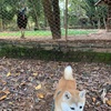 公園に居る動物たち（リアル動物編）