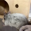 しろごまあん1031日目