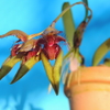 Bulbophyllum pingtungense