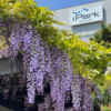 Plans in Shonan iPark Forest and Waka Poem, Wisteria