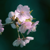 類は友を呼ぶ、公園で河津桜を譲り合って撮る