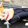 コーギーのレインコート｜犬用ALPHAICONのレインドッグガード 
