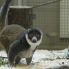 マングースキツネザル / Mongoose lemur
