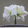 アマリリス 　<白い花>　庭の花