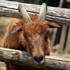 ちょっ、首が締まる……。