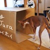 犬とのゲーム遊び(ジュラ編）