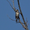 今日の鳥さん♪　トラさんです♪