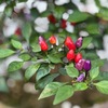 戸籍への振り仮名記載について確認が必要