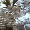 アウクル桜