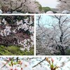 雨だったけど…桜