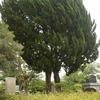 岡本太郎の墓