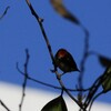 Scarlet-backed Flowerpecker　セアカハナドリ