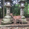 緑豊かな春日大社で癒される