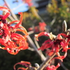 春の花と報道写真展講演会