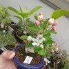リンゴの花・・・。