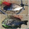 チヌ釣り🎣