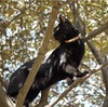 黒猫は目立つね