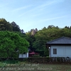 観音堂奥の山藤の花・・